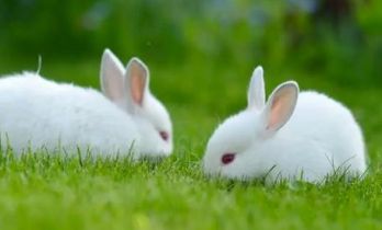 “明打明敲”解答最准确生肖是什么生肖，精准专属释义