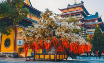 短剧网剧出海新浪潮：横店如何转型“全球故事工场”？