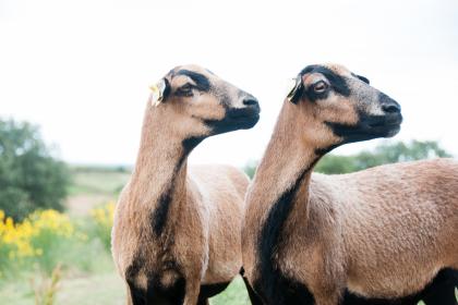 属羊女人有什么缺点