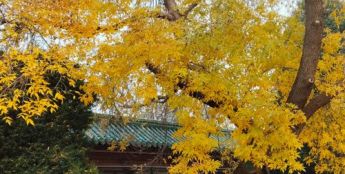 《书画里的中国》第三季直播：付闻博龙潭写生，笔墨凝住秋日清韵