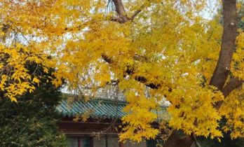 《书画里的中国》第三季直播：付闻博龙潭写生，笔墨凝住秋日清韵