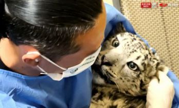 《熊猫奇遇记》第二季走进青海：以守护为约，共赴高原生态奇旅