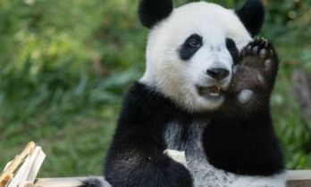 从动物运动会到海上森林：共赴一场跨越岭南的生态活力赛