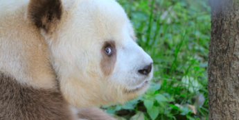 解锁熊猫七仔的棕色之谜，聆听一场跨越物种的生命对话