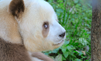 解锁熊猫七仔的棕色之谜，聆听一场跨越物种的生命对话