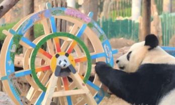 跨越千年的重逢！大熊猫与马来貘这段神秘奇缘藏不住了！