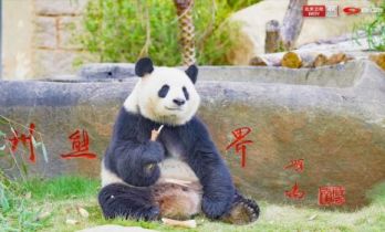 大熊猫的山海冒险收官！每一帧都藏着治愈与守护