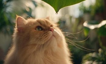 Seedance 2.5 1080P 上线：支持10-bit 色深，API 首月 72 折