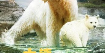 巨幕科普电影《大熊雨林》定档9月5日 CINITY与CLED独家制版公映开启亲子自然美育新课堂