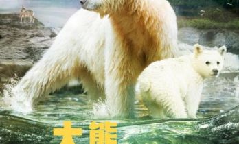 巨幕科普电影《大熊雨林》定档9月5日 CINITY与CLED独家制版公映开启亲子自然美育新课堂