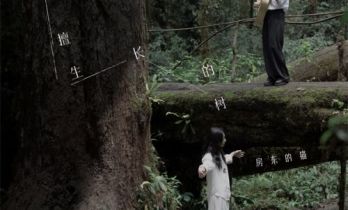 房东的猫第五张原创专辑《不擅生长的树》收官